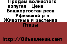 Продам волнистого попугая › Цена ­ 750 - Башкортостан респ., Уфимский р-н Животные и растения » Птицы   